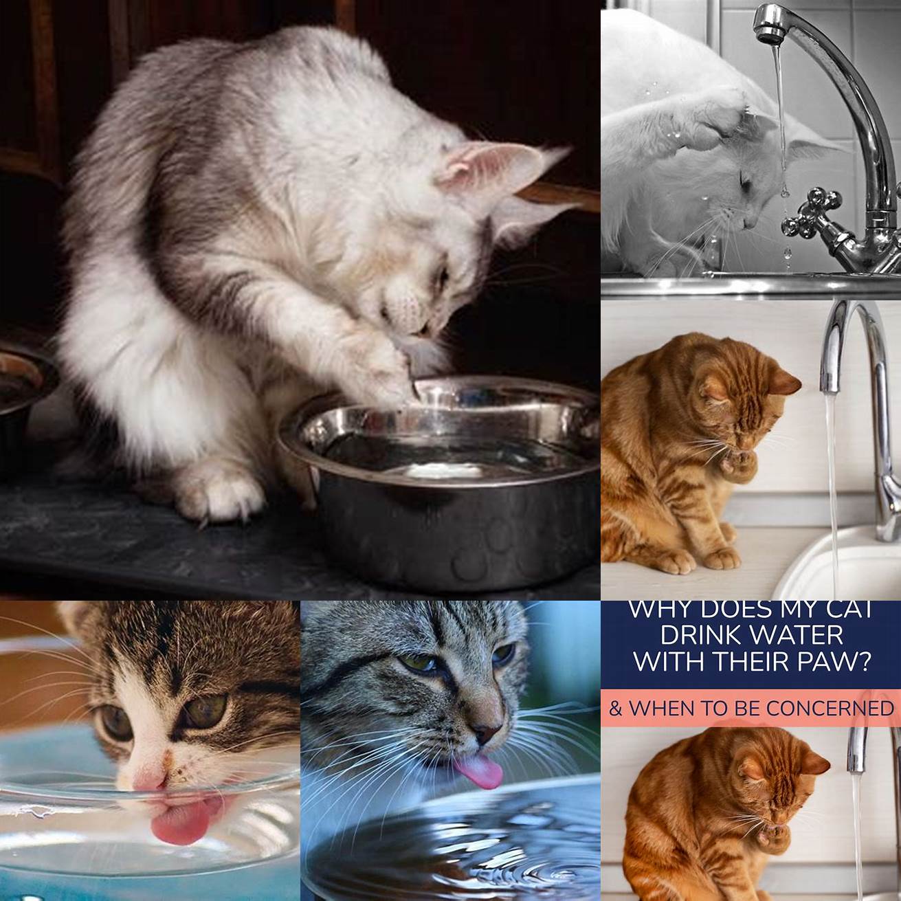 Some cats may also drink water with their paws because of a behavioral or medical issue