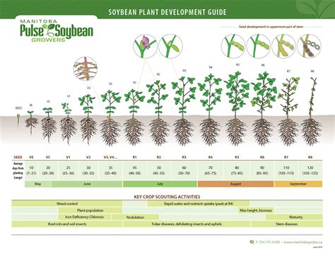 Soybean Growth Stage Chart