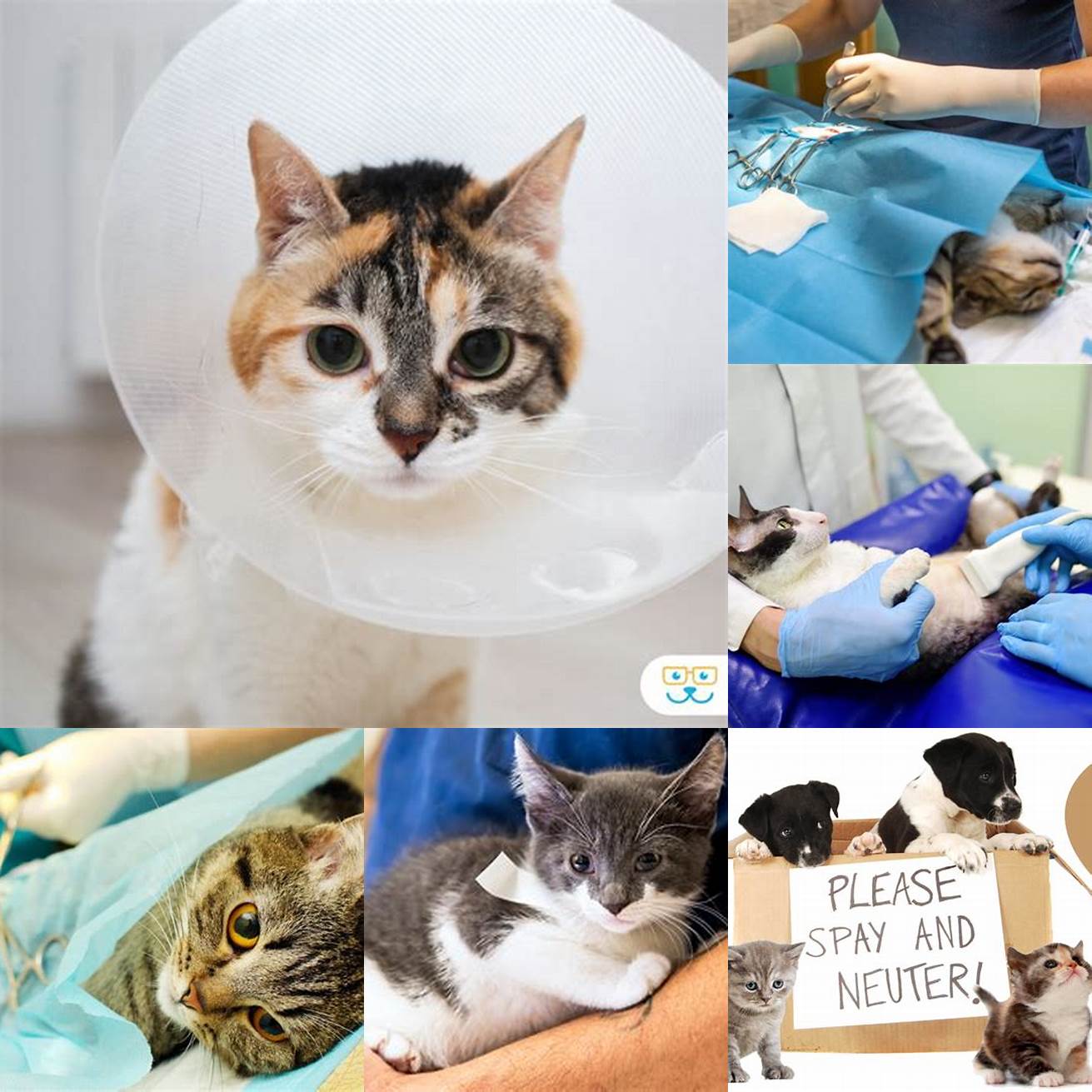 Spay or neuter your cats This can help reduce territorial behavior and aggression
