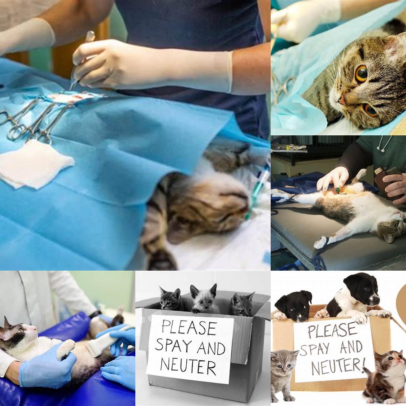 Spaying or neutering your cat