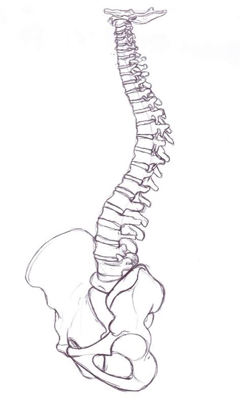 Spine Drawings