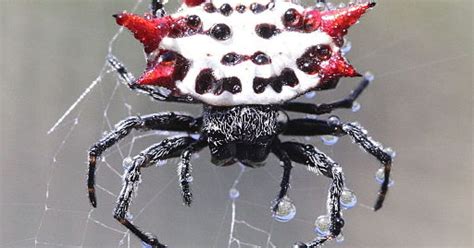 Backed Orb Weaver Spider