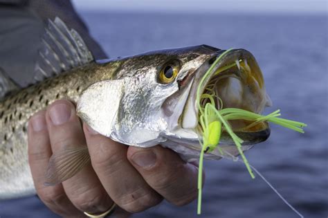 Spotted Seatrout Fishing Techniques