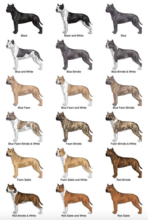 Staffy Colours Chart