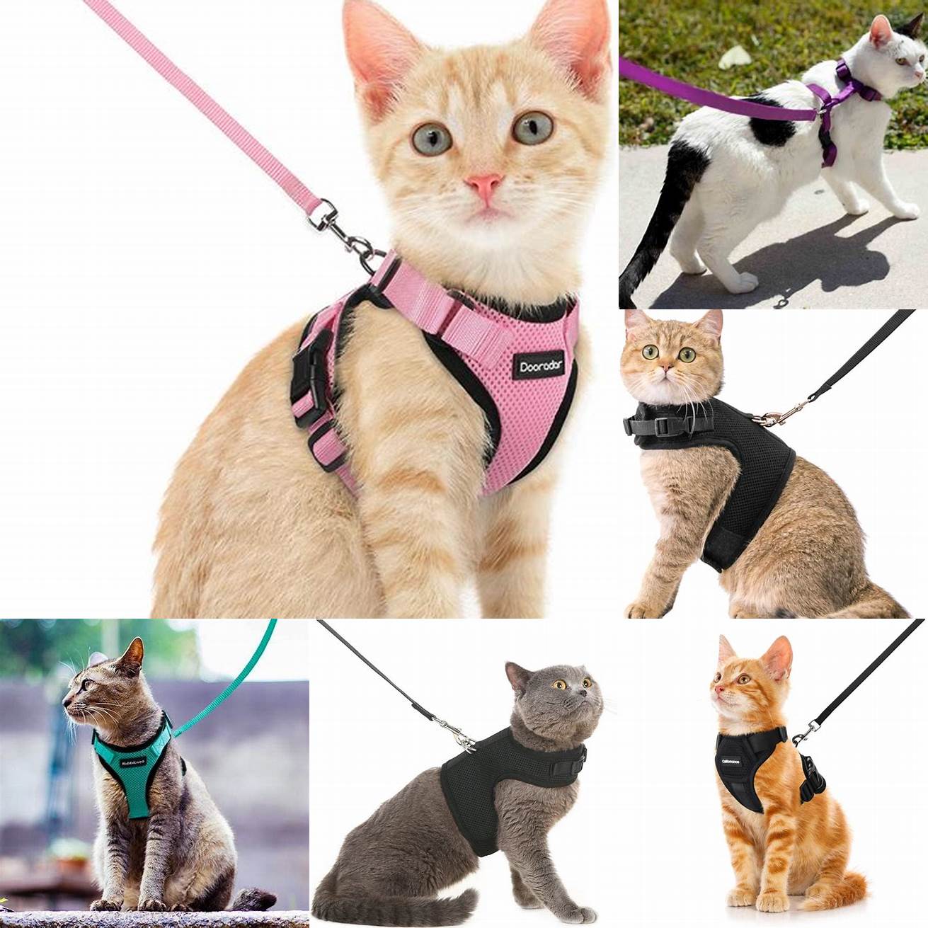 Standard Leashes