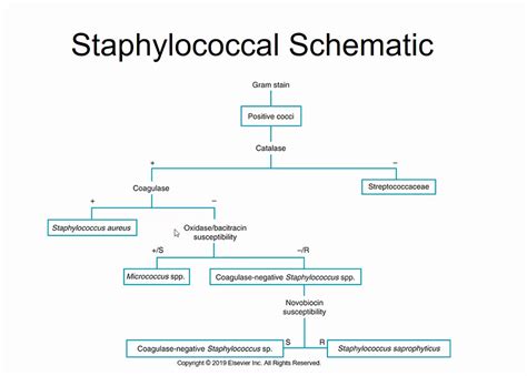 Staph Vs Strep Biochemical Test Chart