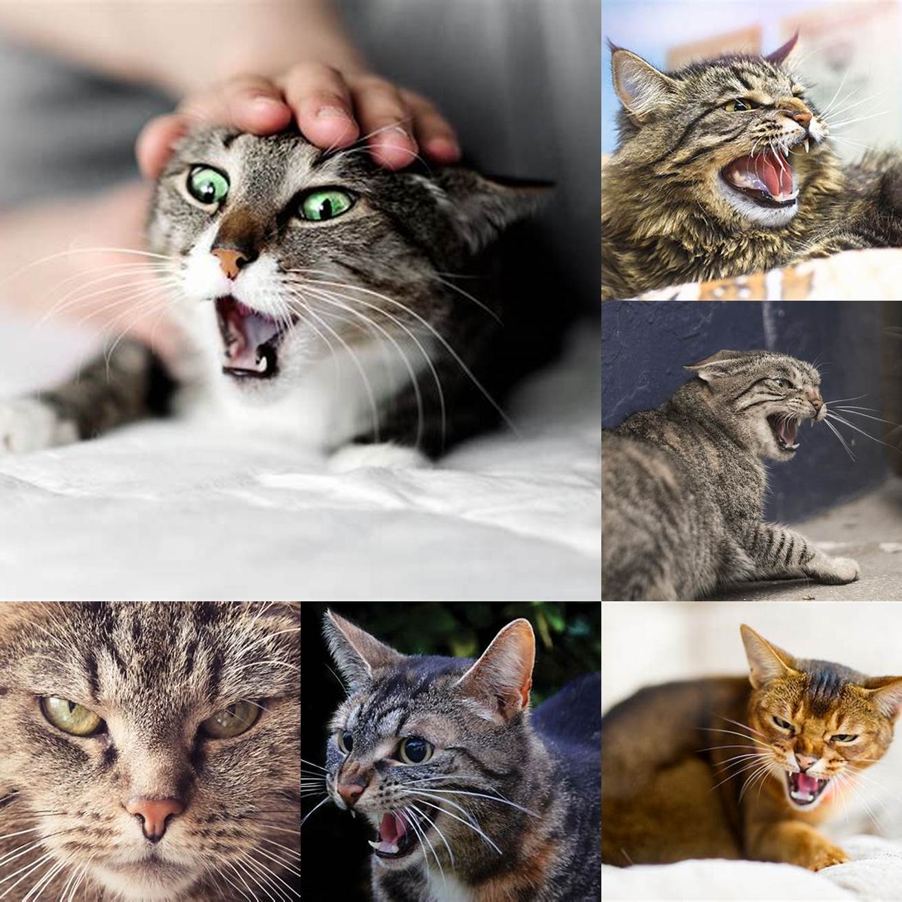 Stay calm and avoid punishing your cats for aggressive behavior This can escalate the behavior and cause further stress