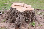 Straighten Tree Growing From Old Stump
