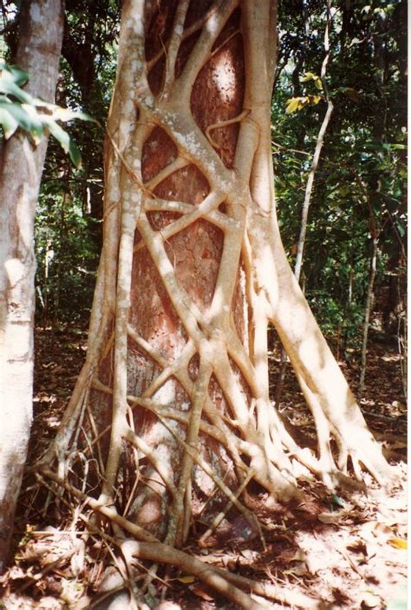 Strangler Fig Pattern