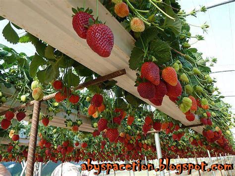 Strawberry Hidroponik