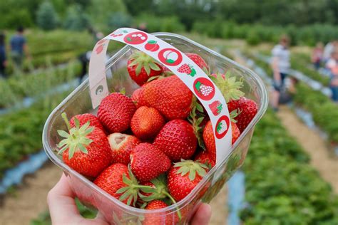Strawberry Selection