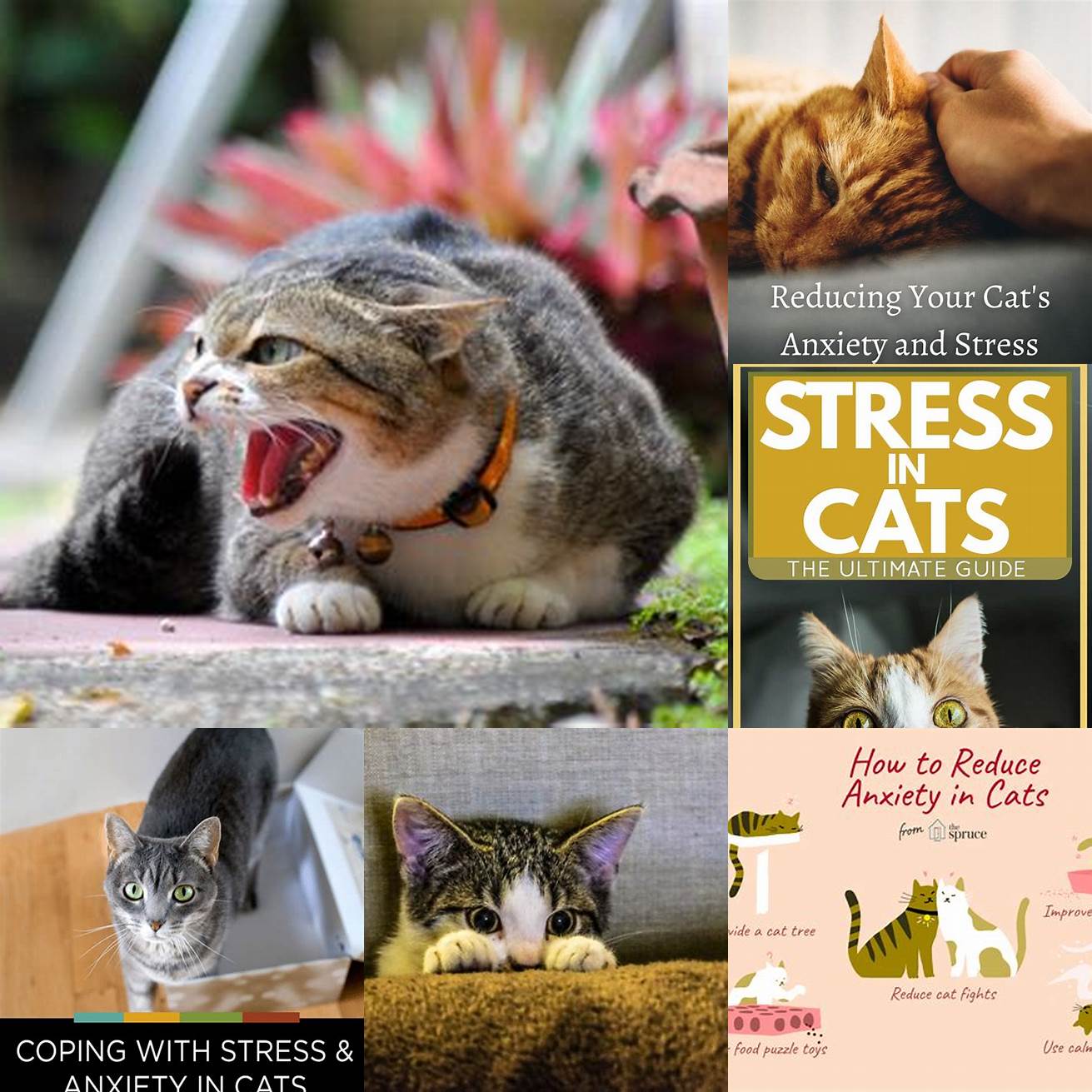 Stress or anxiety Cats may eat too quickly due to stress or anxiety such as changes in their environment or routine