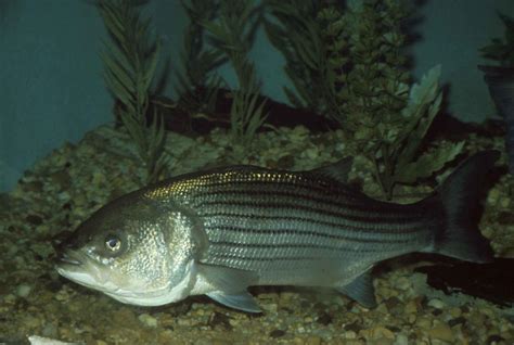 Striped Bass (Morone saxatilis) in Clarks Hill Lake