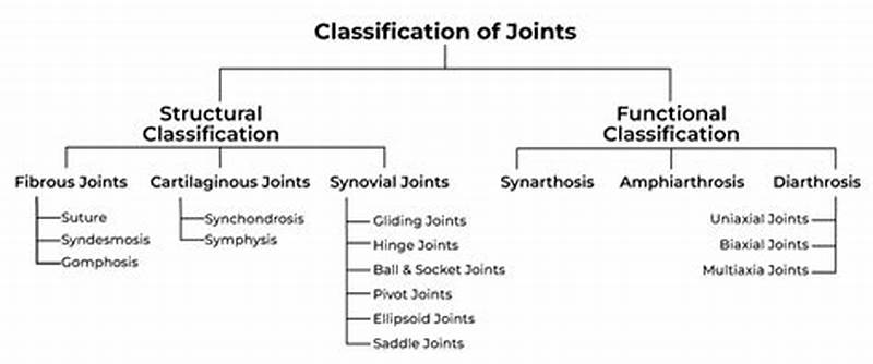 Structural And Functional Classification Of Joints Chart