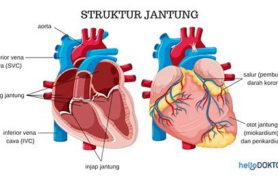 Struktur Dasar Jantung