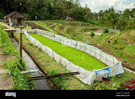 Subak