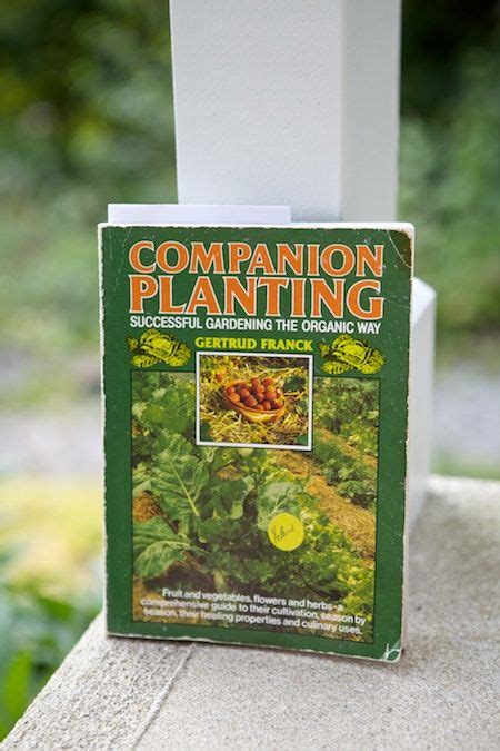Successful Companion Planting