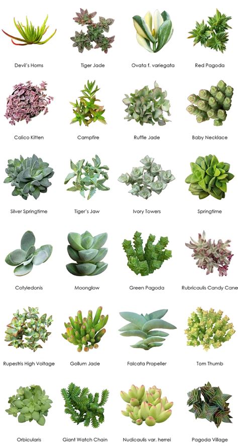 Succulent Plant Identification Chart