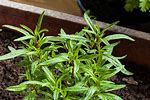 Summer Savory Herb