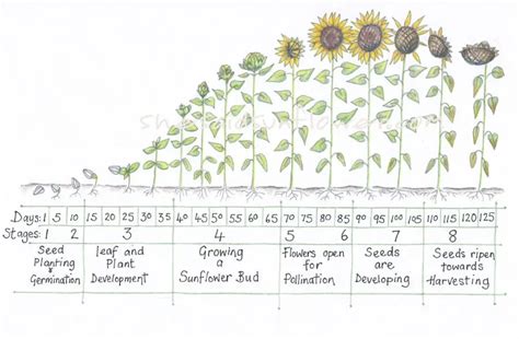 Sunflower Plant Growth Chart