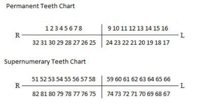 Supernumerary Tooth Numbering Chart