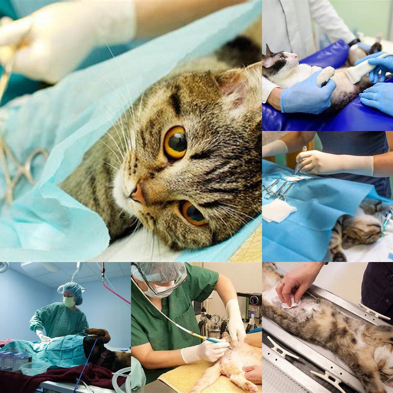 Surgical procedures including spaying and neutering