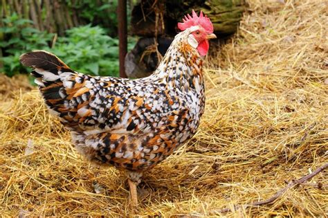 Swedish Flower Hen Color Chart