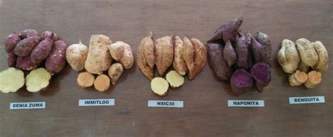 Sweet Potato Varieties Chart