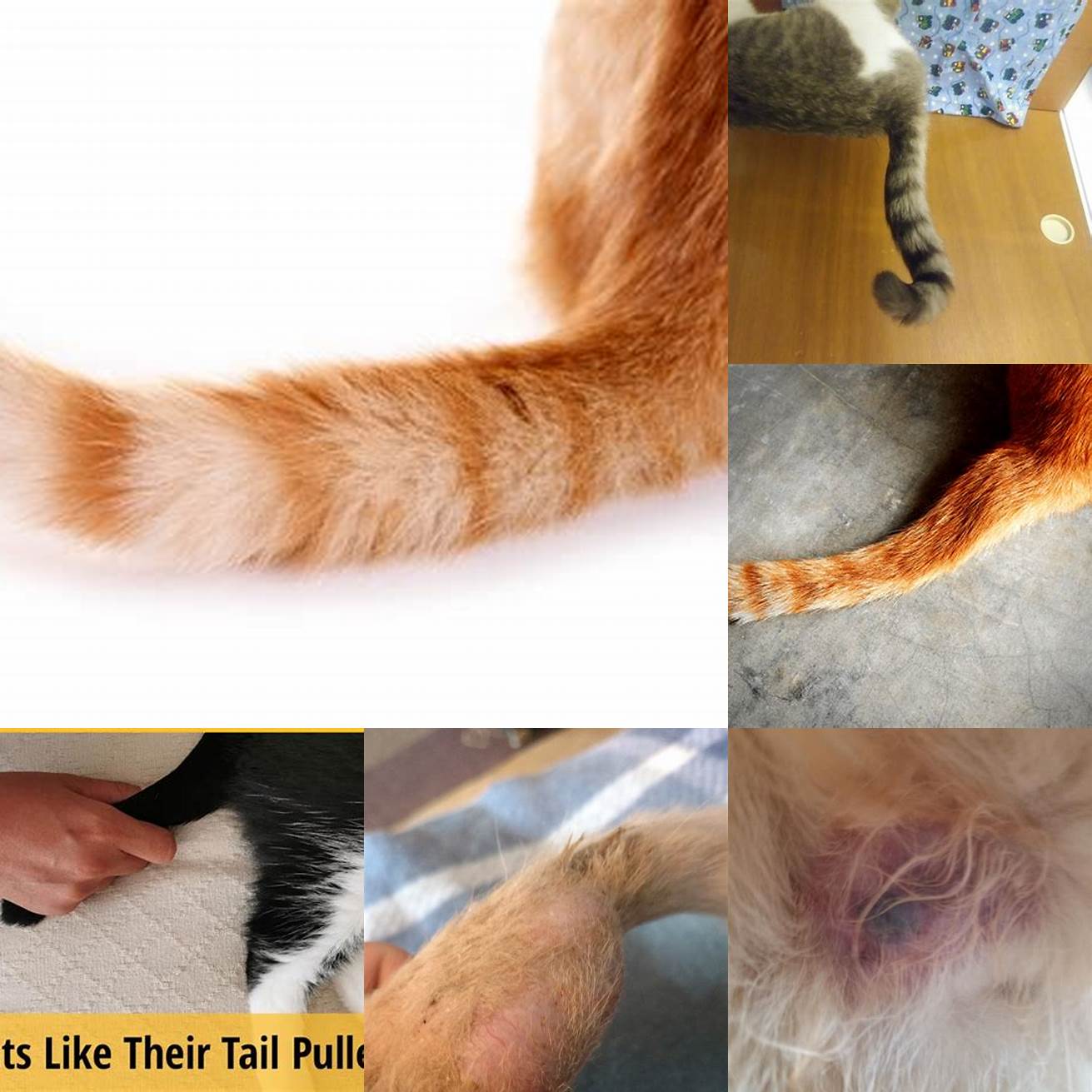Swelling or bruising of the tail