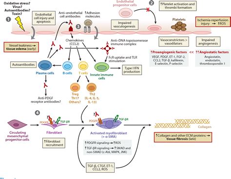 Pathogenesis