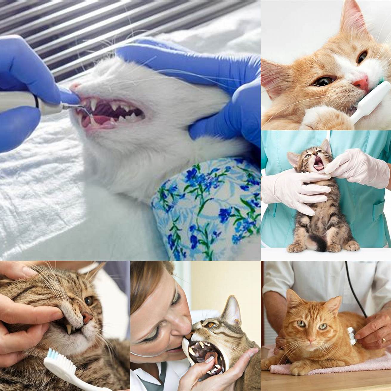 Take your cat for regular dental checkups