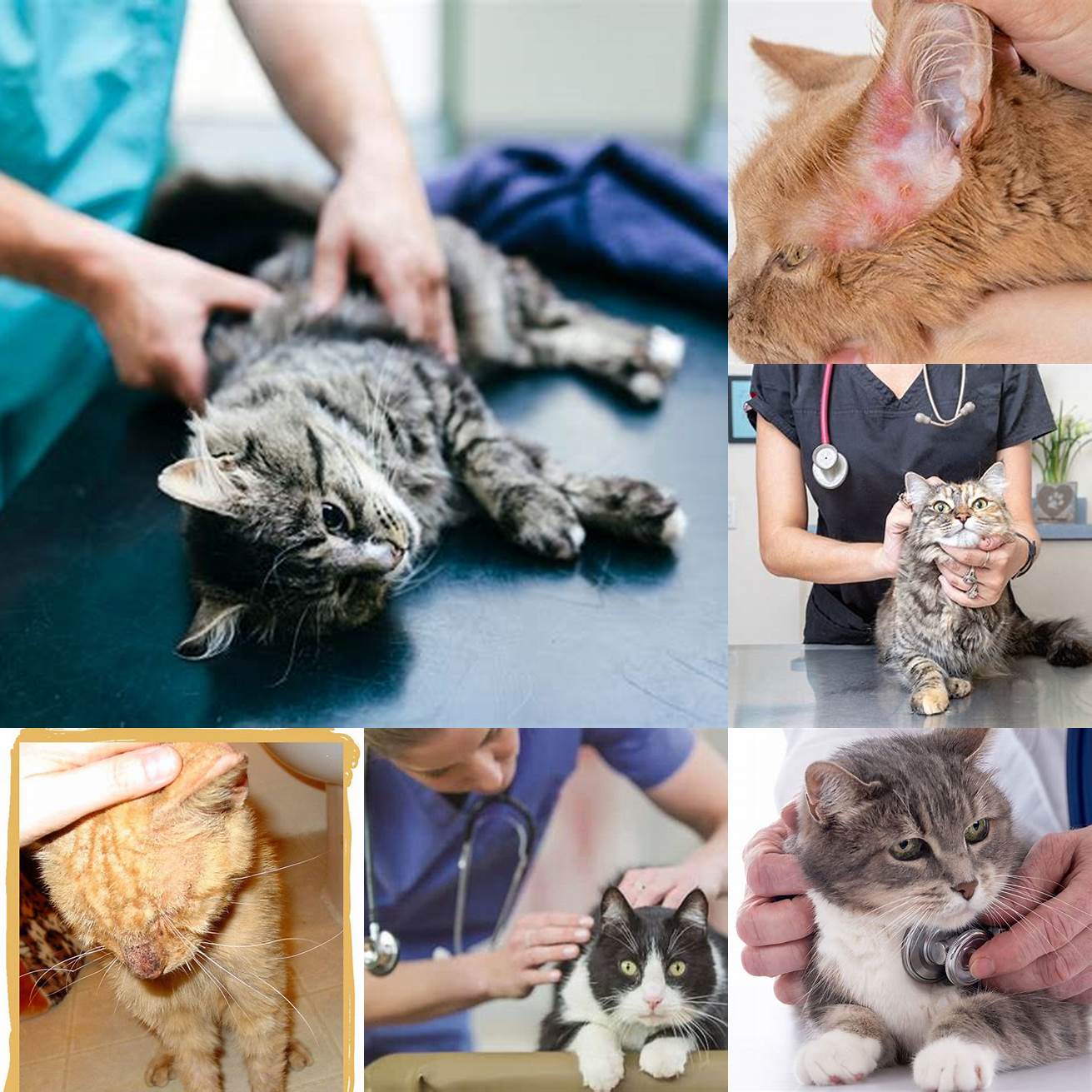 Take your cat to the vet if you notice any signs of mange Early diagnosis and treatment can help to prevent the spread of mange and other skin conditions