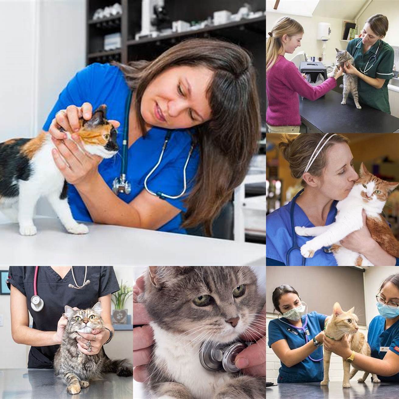 Take your cat to the veterinarian regularly