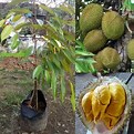 Durian Kaki 3 - Tangkai dan Pucuk