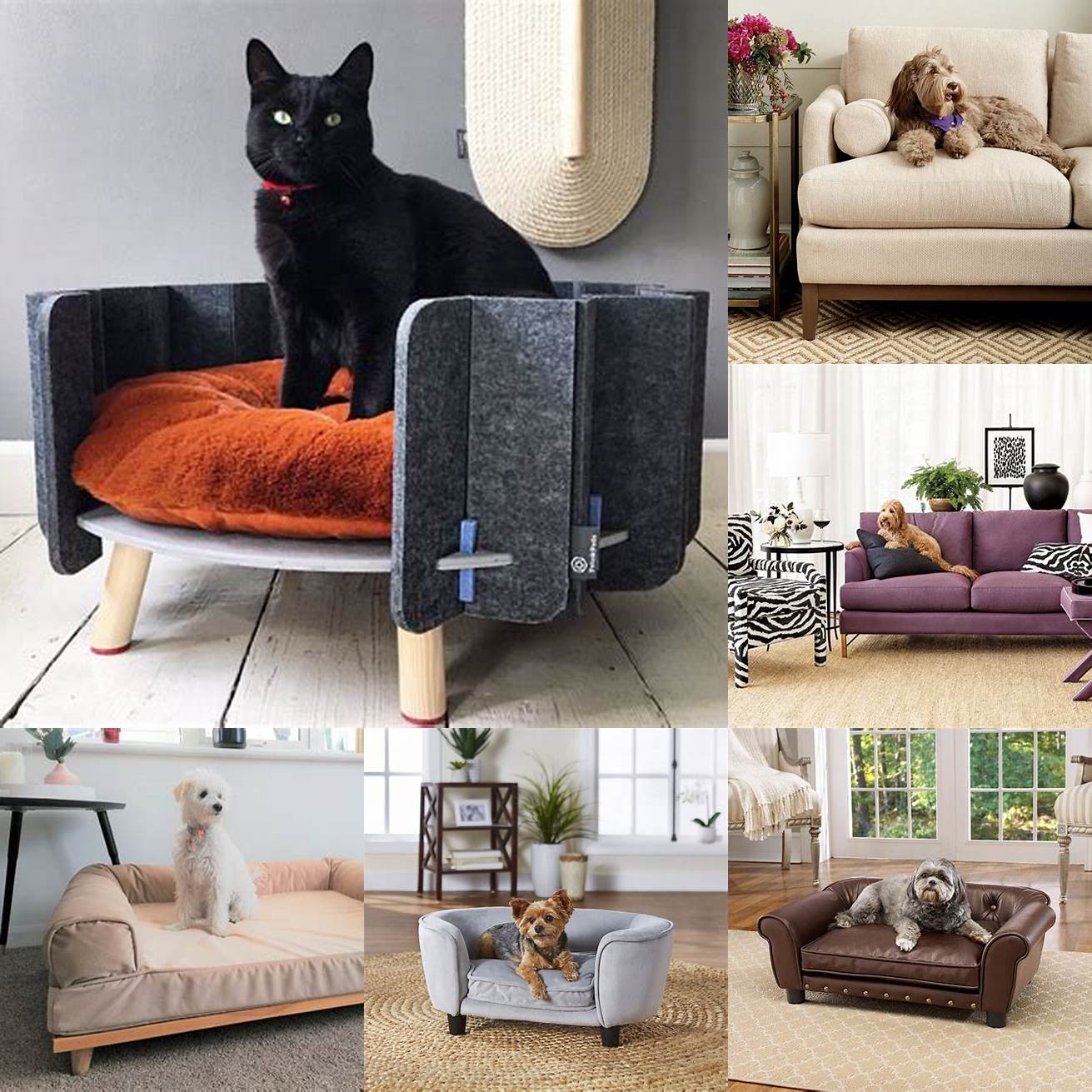 Teak Furniture and a Pet