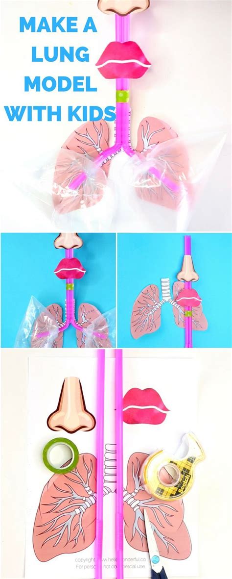 Template For Lung Model Activity