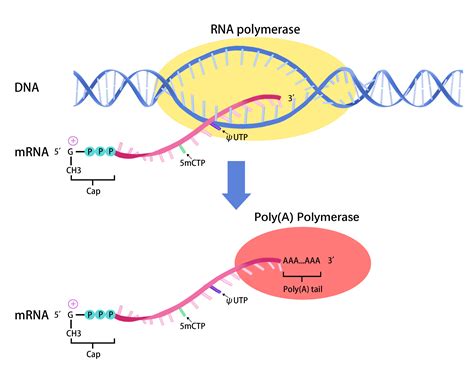 Template For Rna Synthesis