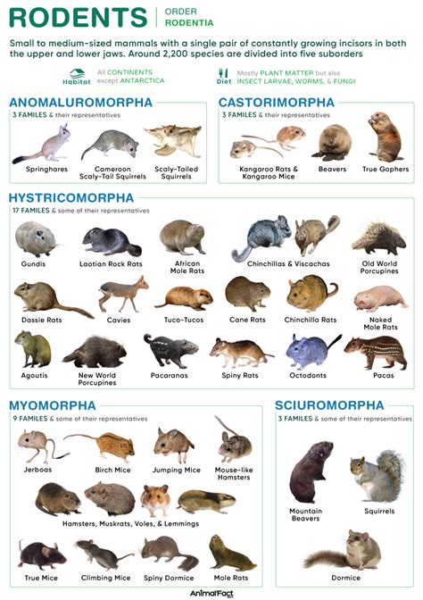 Texas Rodents Identification Chart