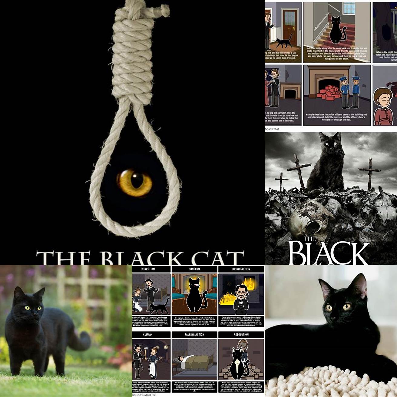 The Black Cat in The Black Cat
