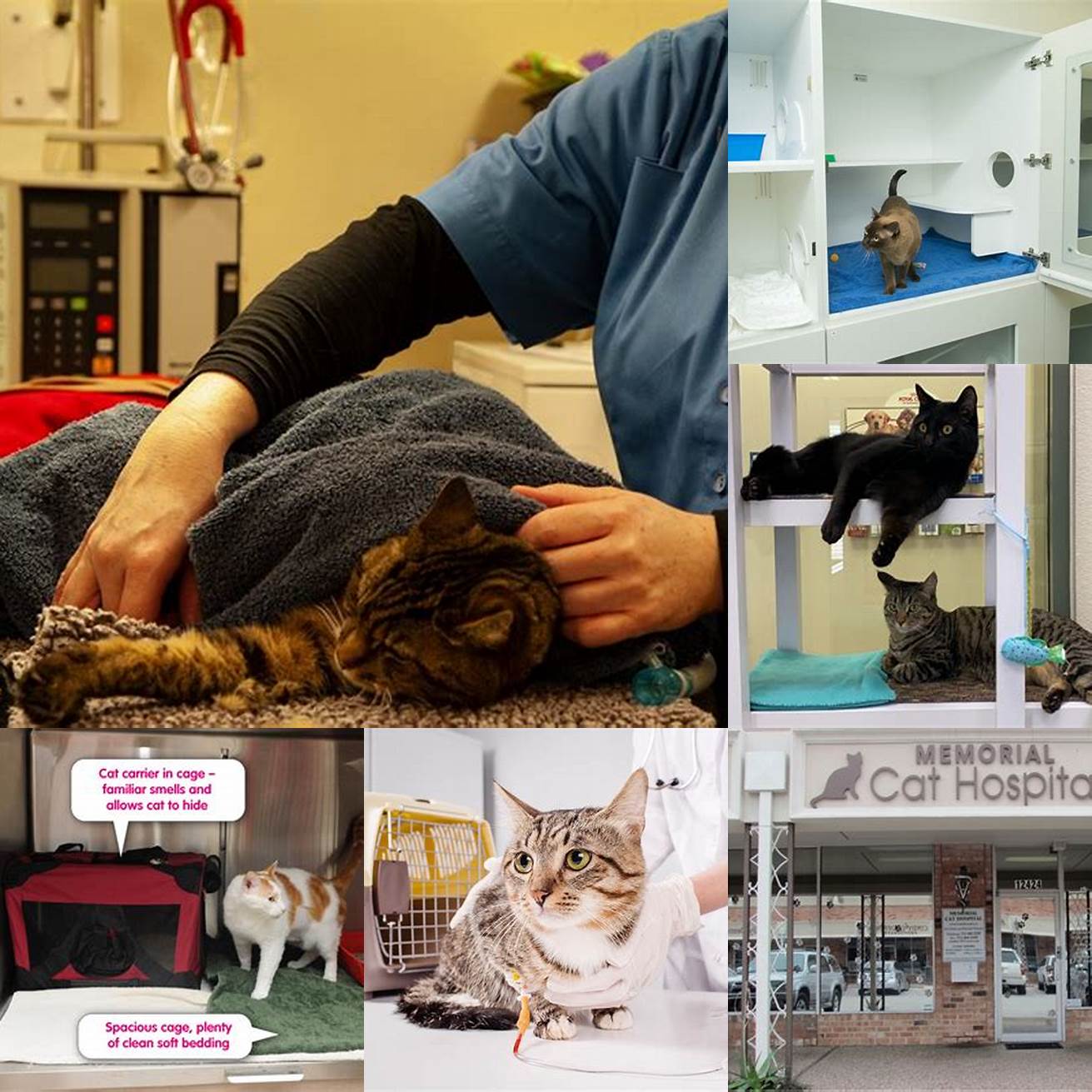 The Cat Hospital of Collin Countys state-of-the-art facilities are designed specifically for cats