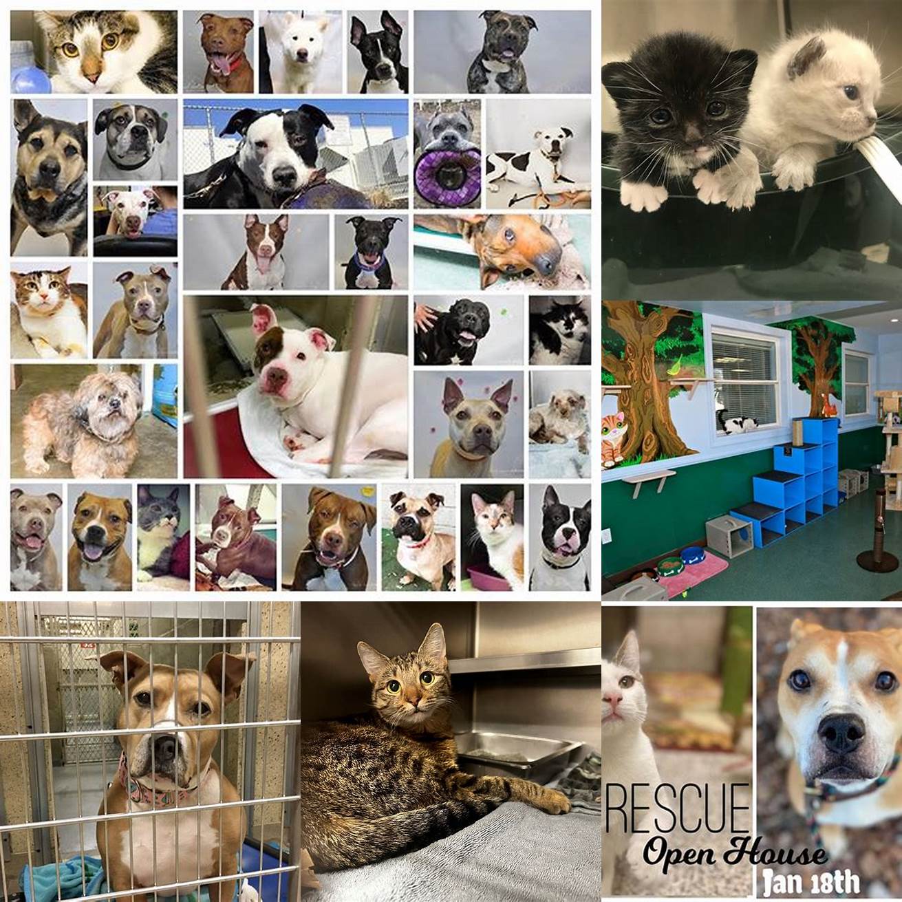 The Town of Hempstead Animal Shelter