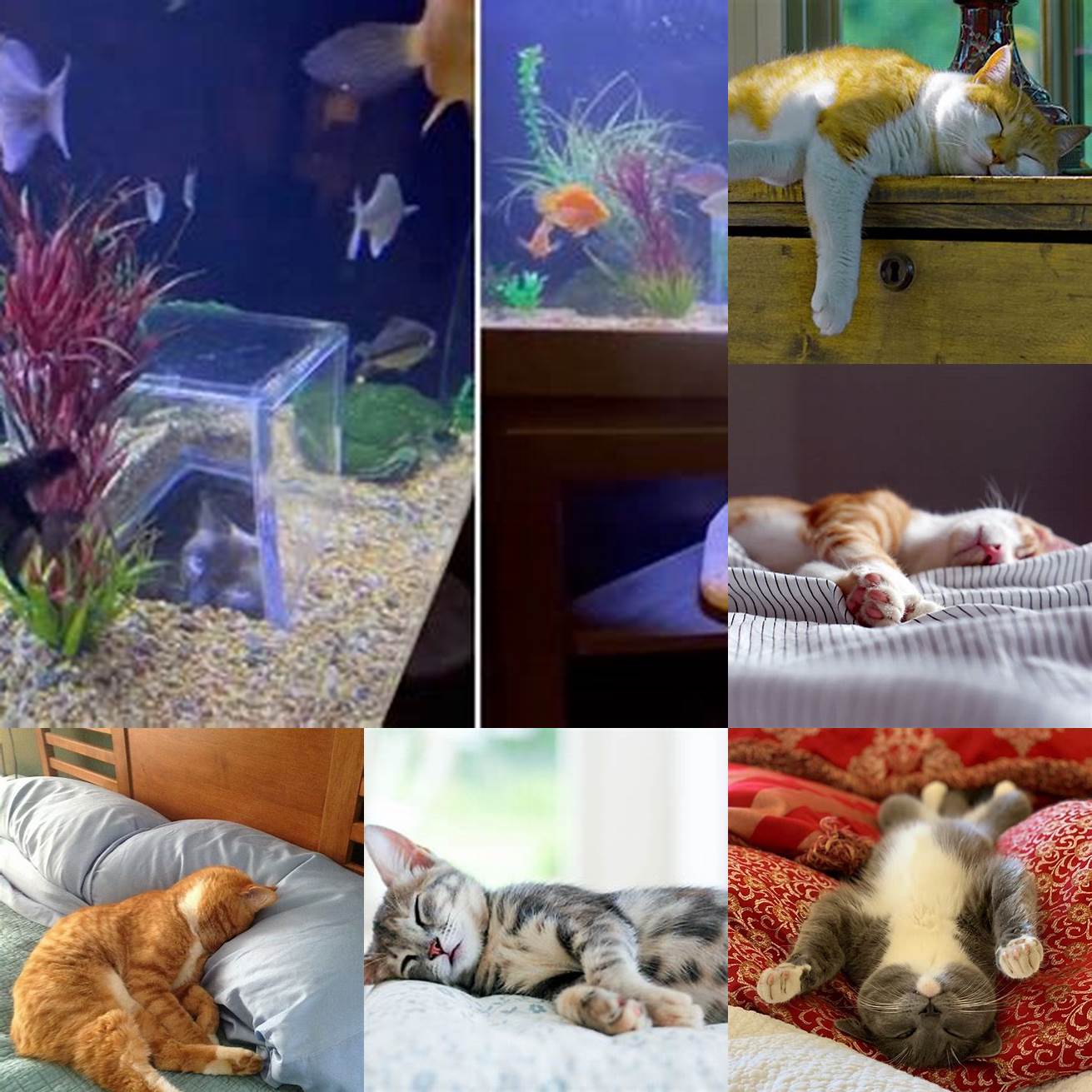 The cat napping next to the fish tank