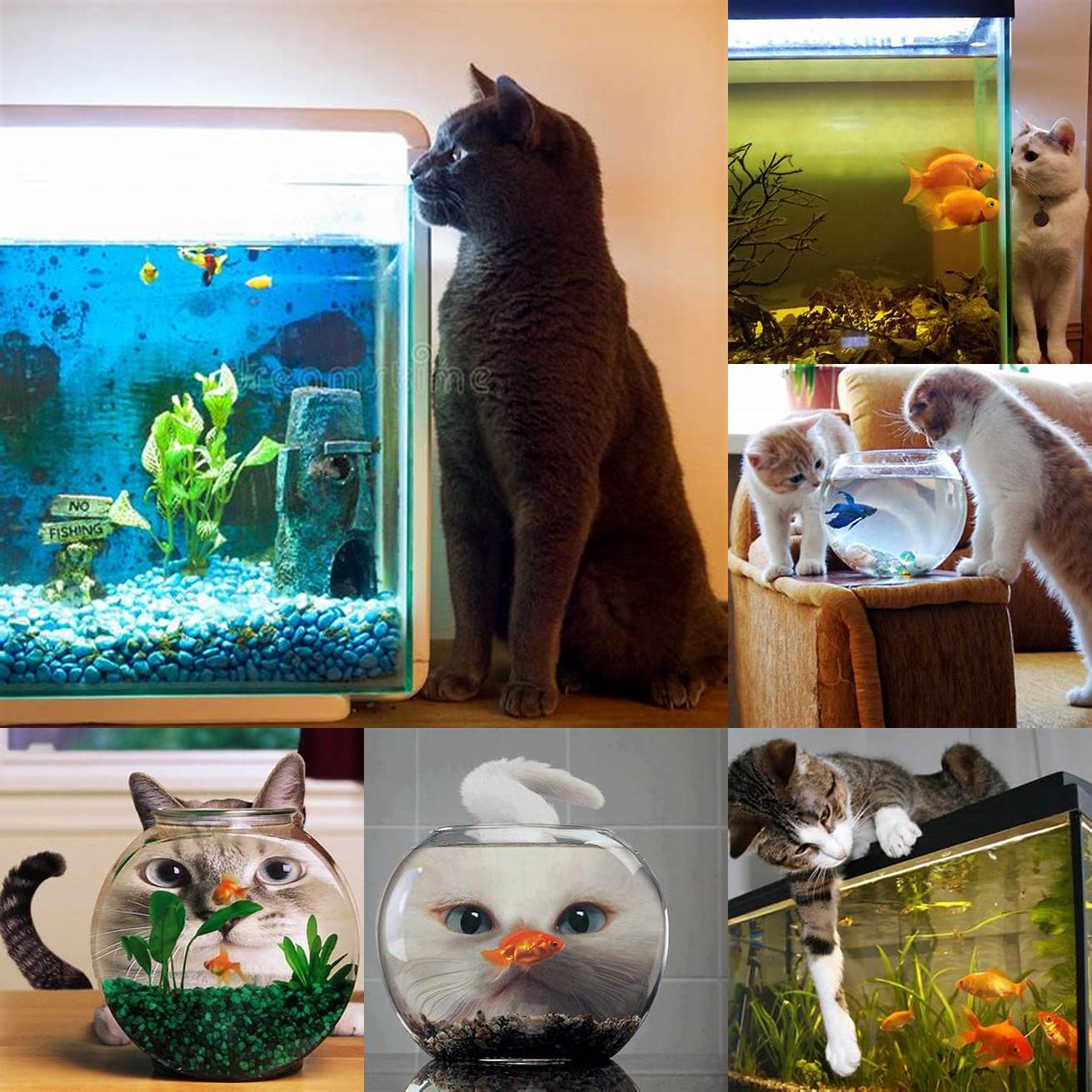 The cat staring at the fish tank