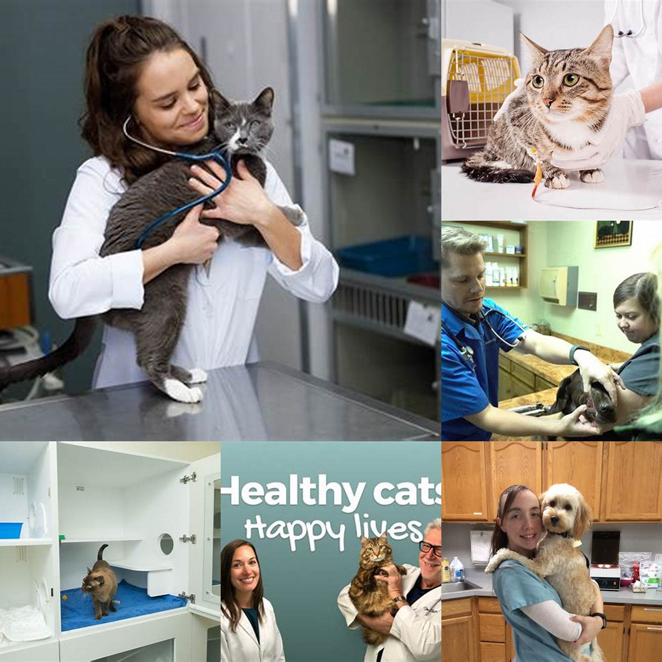 The team at the Cat Hospital of Collin County provides compassionate care that is tailored to each individual cats needs