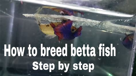 The Breeding Process Betta Fish
