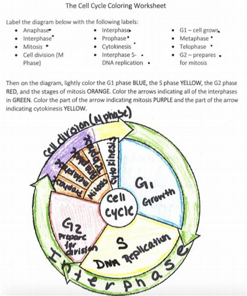 The Cell Cycle Coloring Worksheet Answer Key