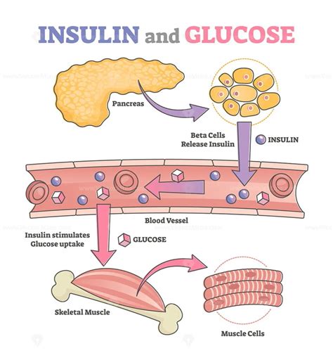 The Insulin-Glucose Relationship