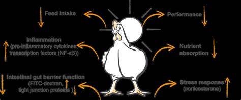 The Science of Broiler Elements and Direct Heat How Broiler Elements Generate Intense Heat