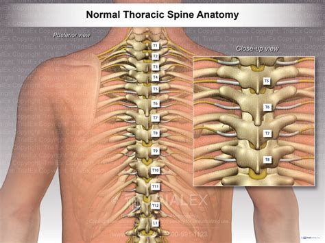 Spine Numbers
