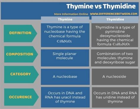 Thymine vs